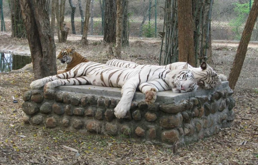 Attraction Picture